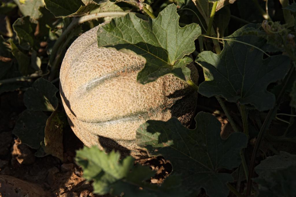 カスティリオーネ・ドルチャ Podere Casellaヴィラ エクステリア 写真