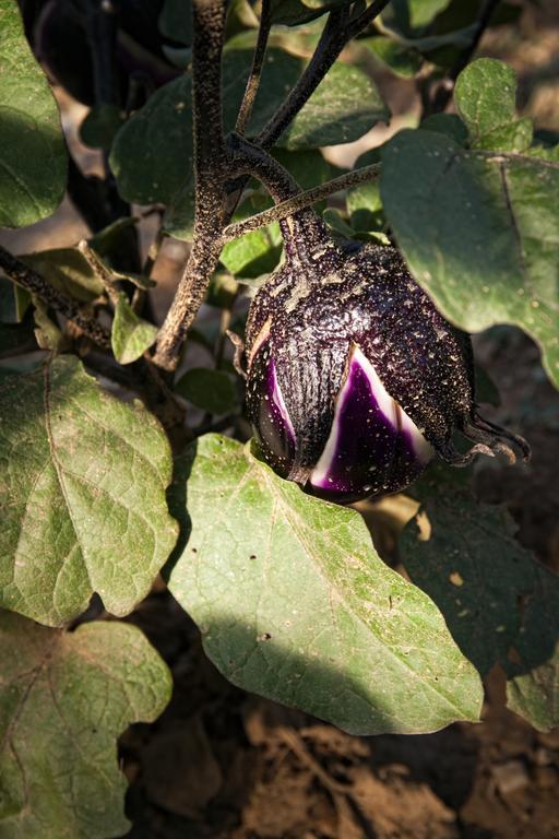 カスティリオーネ・ドルチャ Podere Casellaヴィラ エクステリア 写真